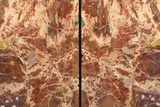 Colorful, Tall, Arizona Petrified Wood Bookends - Arizona #199123-2